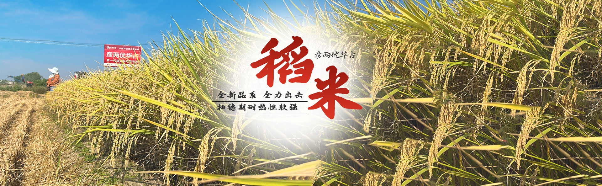 湖南凯发网站种业有限公司_长沙稻谷种植与销售|长沙农作物品种的选育