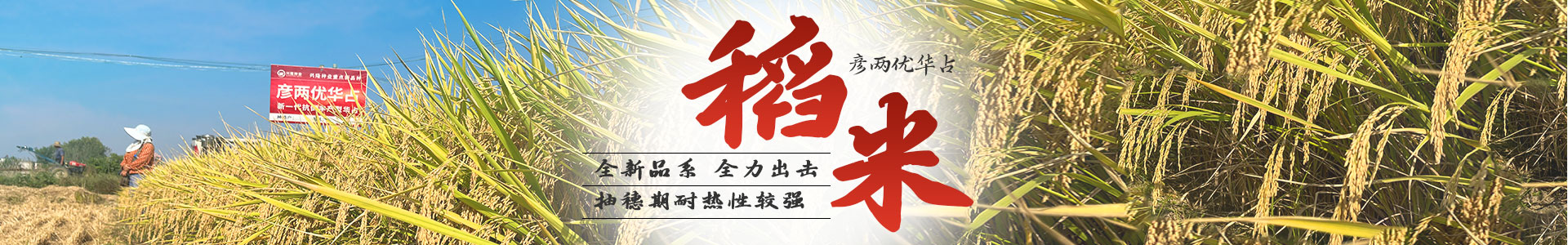 湖南凯发网站种业有限公司_长沙稻谷种植与销售|长沙农作物品种的选育