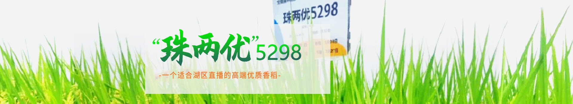 湖南凯发网站种业有限公司_长沙稻谷种植与销售|长沙农作物品种的选育